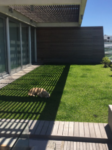 techo jardin, techo verde, azotea verde, cubierta verde, terraza jardin, terrazas verdes, azotea jardin, techo vivo