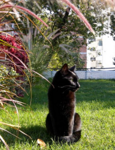 techo jardin, techo verde, azotea verde, cubierta verde, terraza jardin, terrazas verdes, azotea jardin, techo vivo